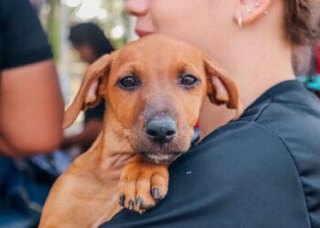 Prefeitura alerta donos de pets, que violência e maus-tratos aos animais são crimes