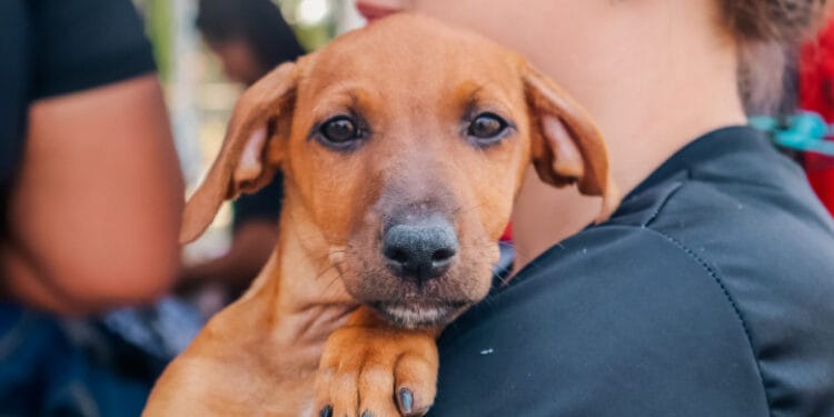 Prefeitura alerta donos de pets, que violência e maus-tratos aos animais são crimes