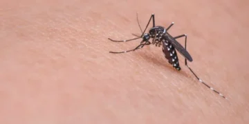 Ministério da Saúde informou que a cidade de Porto Velho não foi selecionada para receber vacinas contra a dengue