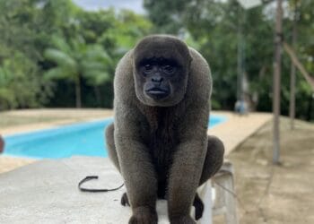 Polícia Militar Ambiental recebe chamado para resgatar macaco-barrigudo mantido de forma irregular em Porto Velho