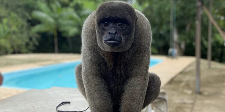 Polícia Militar Ambiental recebe chamado para resgatar macaco-barrigudo mantido de forma irregular em Porto Velho