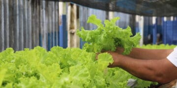 Produção orgânica de alface é cultivada por reeducandos, em Porto Velho