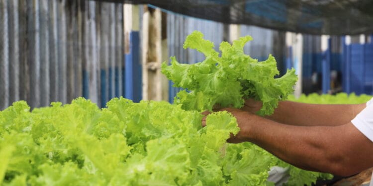 Produção orgânica de alface é cultivada por reeducandos, em Porto Velho