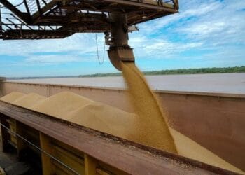 Porto Velho registra crescimento expressivo na produção de soja