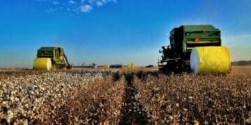 Rondônia deve colher cerca de 4,1 milhões de toneladas de grãos neste ano