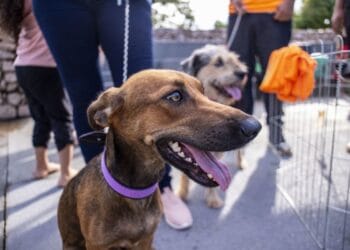 Dia D de Vacinação contra a raiva para cães e gatos acontece neste sábado (28), em Porto Velho