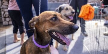 Dia D de Vacinação contra a raiva para cães e gatos acontece neste sábado (28), em Porto Velho