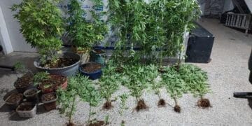 Em Ariquemes PM apreende mais de 30 pés de maconha