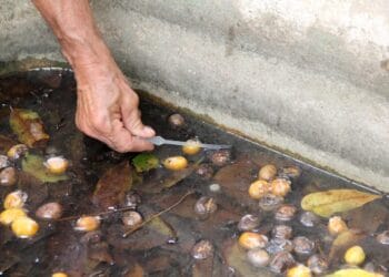 Vigilância em Saúde – Governo de RO amplia medidas preventivas e ações integradas para combater doenças transmitidas por vetores – Governo do Estado de Rondônia