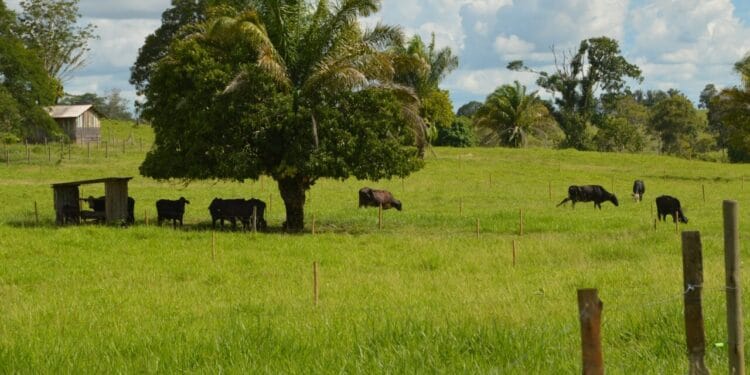 Assistência técnica e tecnologia transformam a realidade da agricultura familiar de Rondônia