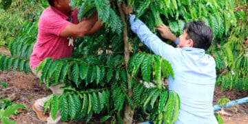 Agricultura – Mais de 350 produtores de Rondônia são aprovados no Programa de Aquisição de Alimentos Indígena – Governo do Estado de Rondônia