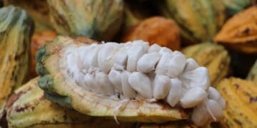 Reunião do Comitê do Cacau Amazônico reabre atividade para 2025 para impulsionar desenvolvimento no setor 