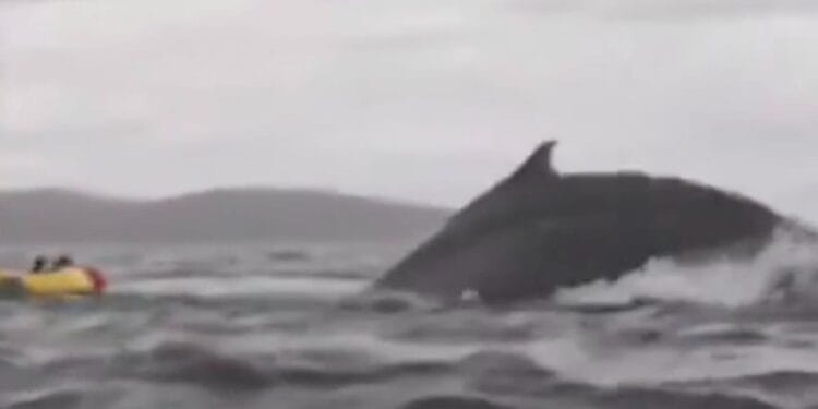 VÍDEO: Jovem é engolido por baleia-jubarte e cuspido para fora, no Chile