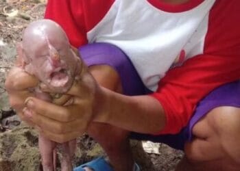 Leitão nasce com ‘rosto humano’ nas Filipinas