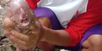 Leitão nasce com ‘rosto humano’ nas Filipinas