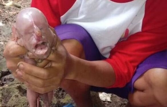 Leitão nasce com ‘rosto humano’ nas Filipinas