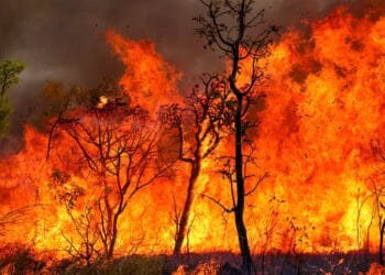 Brasil começa 2025 com mais de 3 mil focos de incêndio