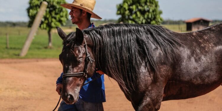 Inovação tecnológica permite emissão de Guia de Trânsito Animal para equídeos pela internet, em Rondônia