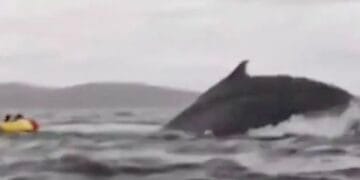 Baleia engole jovem no Chile e o cospe em seguida