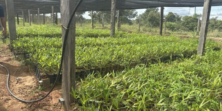 Orientações técnicas são realizadas pelo governo de RO em municípios participantes do projeto de reflorestamento