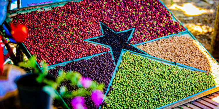 Governo de RO celebra Dia Mundial do Café com avanços, valorização e ações para produtor