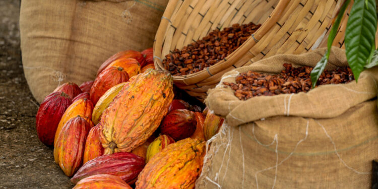 Lançamento de Início da Colheita do Cacau 2025