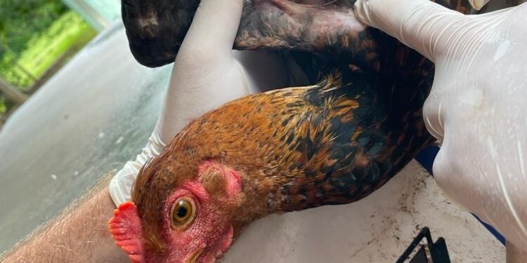 Vigilância contra gripe aviária e doença de Newcastle é mantida pela Idaron, em Rondônia