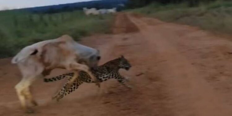 VÍDEO VIRAL – Homem afugenta onça que carregava bezerro na boca em área rural de Estado vizinho