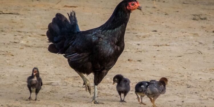 Ações preventivas contra Influenza Aviária no estado são mantidas pelo governo de RO
