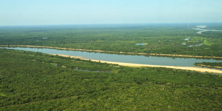 Rondônia reduz desmatamento em mais de 40% entre 2024 e 2025, aponta plataforma nacional de alerta