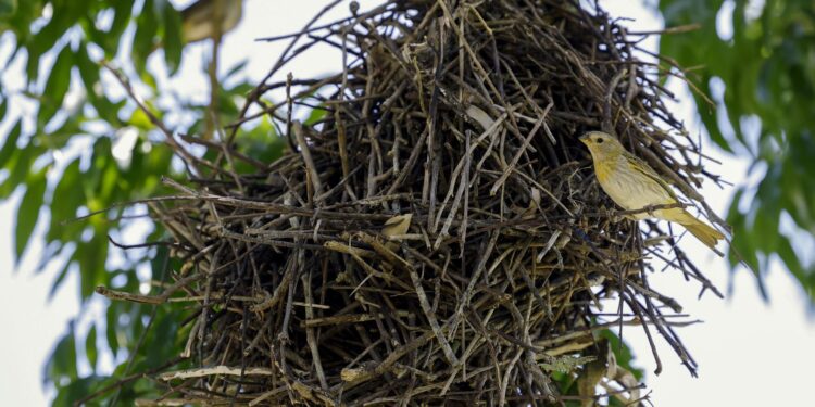 Rio: câmeras vão possibilitar um levantamento mais detalhado da fauna