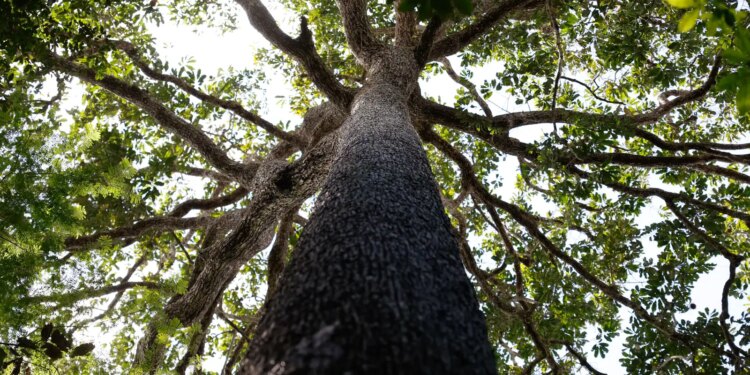 Projeto de licenciamento ambiental é grande retrocesso, diz ministério