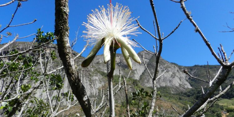 Estudo em morros do Sudeste encontra espécies resistentes ao calor