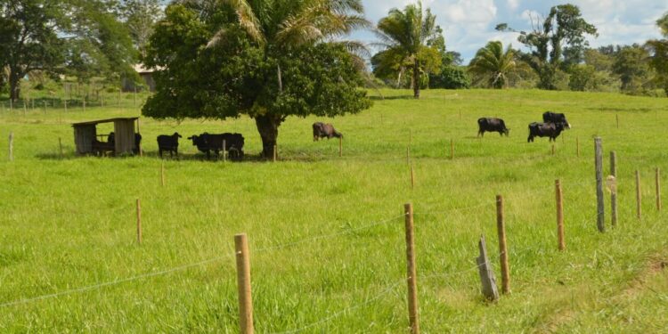 Soluções sustentáveis com protagonismo da Ater Pública são destacas pelo governo de RO