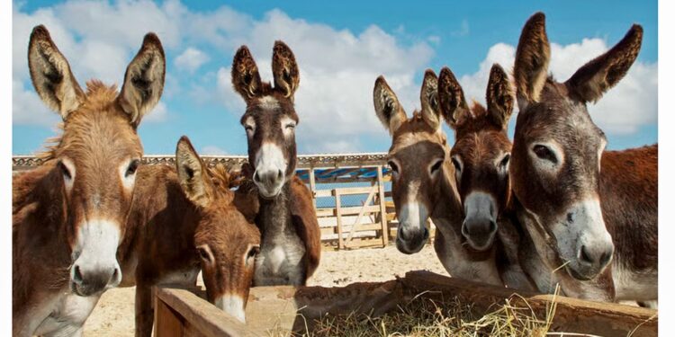Demanda da China por gelatina medicinal coloca jumento em risco de extinção