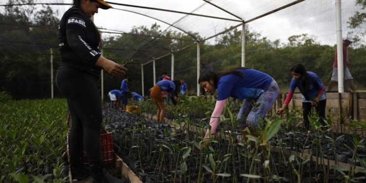 Parceria entre pesquisadores e comunidades protege mangues na Amazônia