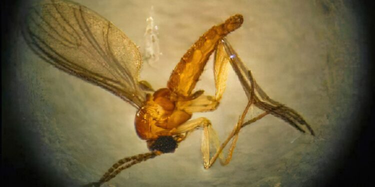 Estado do Rio registra quarta morte por febre do Oropouche