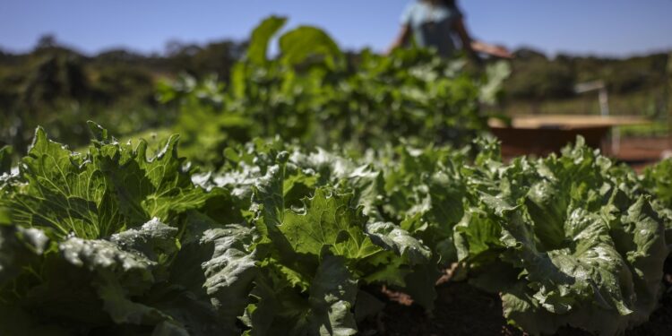 Parceria destina R$ 299 milhões para agricultura familiar na Bahia