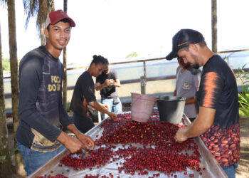 Café de Rondônia é destaque nacional com aumento de produção, valorização do mercado e apoio do governo de RO