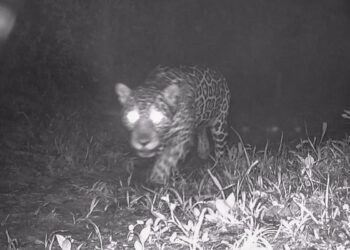 Após 50 anos, onça-pintada é registrada nas matas de Valença, no Rio