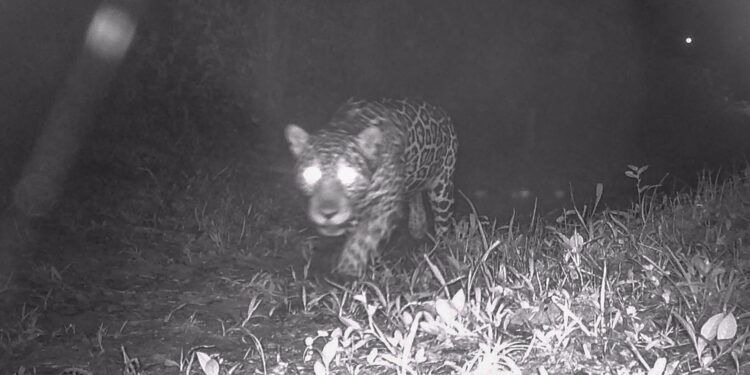Após 50 anos, onça-pintada é registrada nas matas de Valença, no Rio