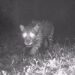 Após 50 anos, onça-pintada é registrada nas matas de Valença, no Rio