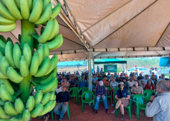 Potencial da cultivar banana BRS Terra-anã é evidenciado em Dia de Campo em Machadinho d’Oeste