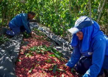 Investimentos do governo de RO na agricultura familiar fortalece desenvolvimento no campo
