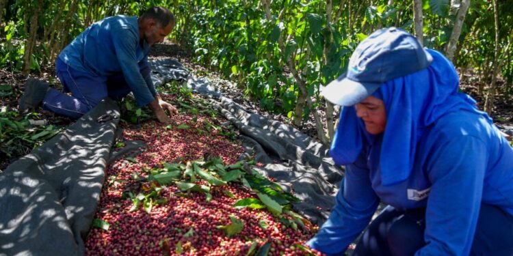 Investimentos do governo de RO na agricultura familiar fortalece desenvolvimento no campo