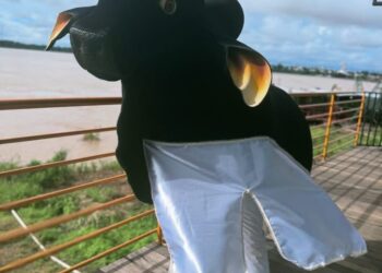 Boi-Bumbá Estrela de Rondônia: a força de um sonho coletivo que estreia no Arraial Flor do Maracujá 2025