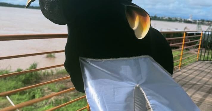 Boi-Bumbá Estrela de Rondônia: a força de um sonho coletivo que estreia no Arraial Flor do Maracujá 2025