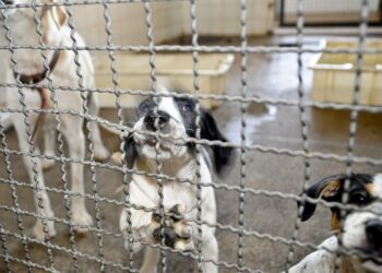 Projeto aprovado na Câmara proíbe uso de animais em testes cosméticos