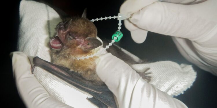 DF tem dois casos de raiva em morcegos e Saúde intensifica cuidados