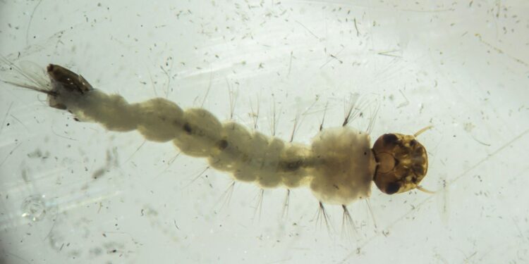 Brasil inaugura maior biofábrica do mundo de mosquitos “do bem”